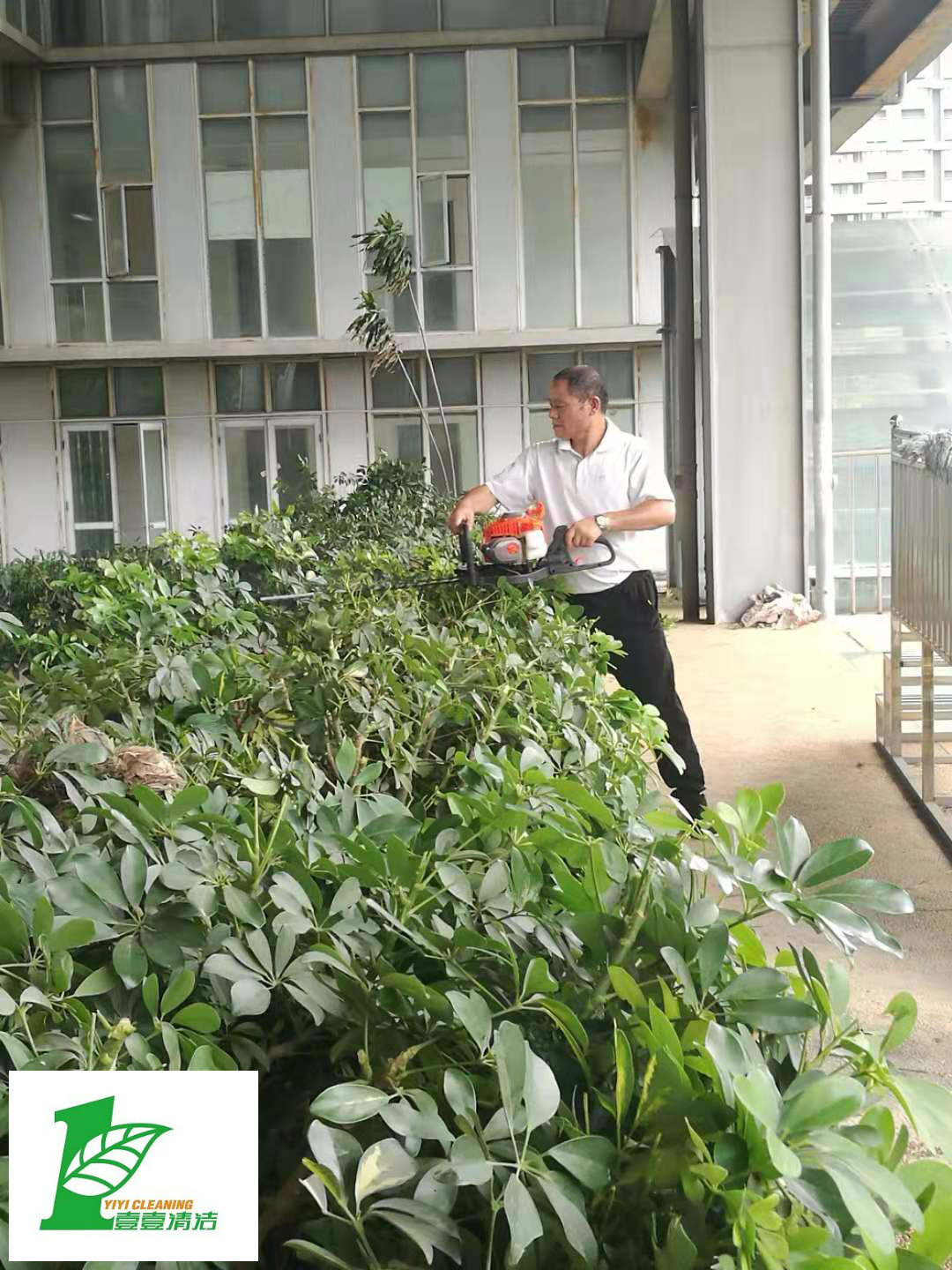 壹壹公司告訴您綠化養護必備修剪技巧？